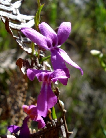 Cyphia volubilis petal lobe markings